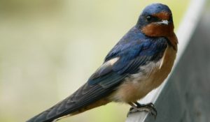 Ласточки LR-WEST