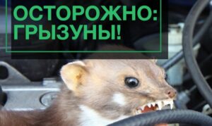 Осторожно, грызуны!